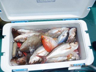 DSCF6629