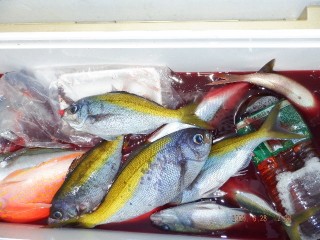 DSCF7599