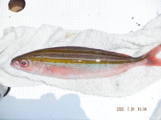 DSCF7666