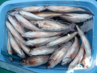 DSCF8230