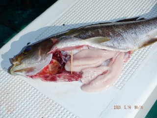 DSCF8339