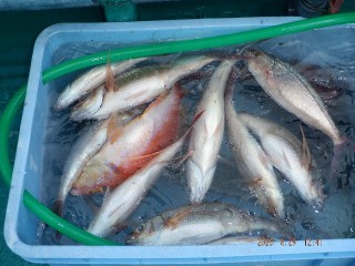 DSCF8581
